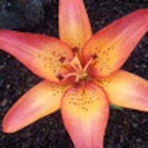 Meet your Posher, Sam